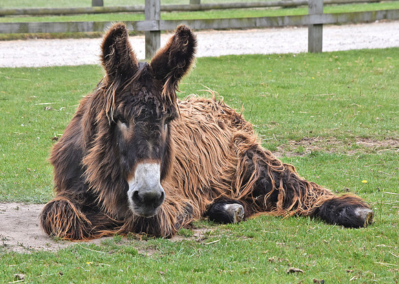 Miranda donkey