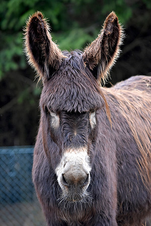 Miranda donkey