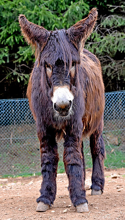 Miranda donkey