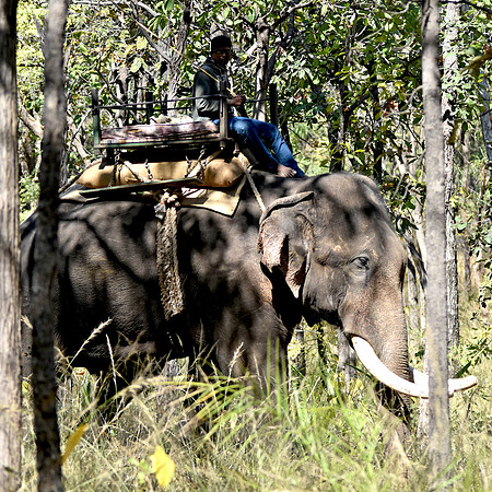 Indian elephant