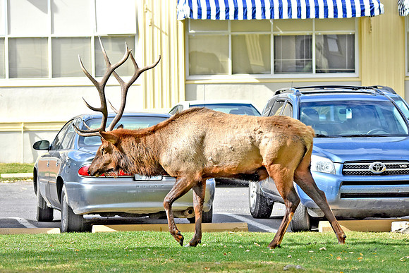 Elk