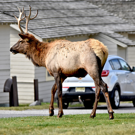 Elk