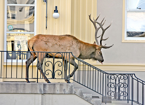 Elk