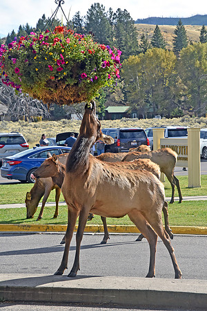 Elk