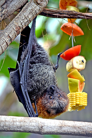 Fruit bat