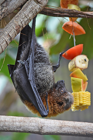 Fruit bat