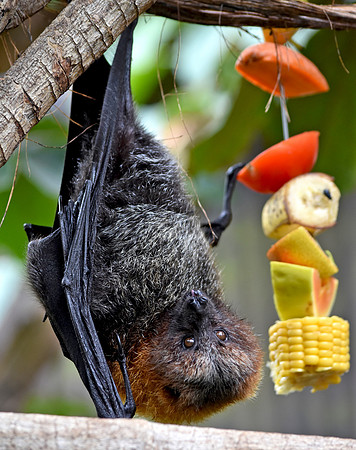 Fruit bat