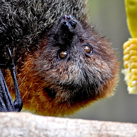 Fruit bat