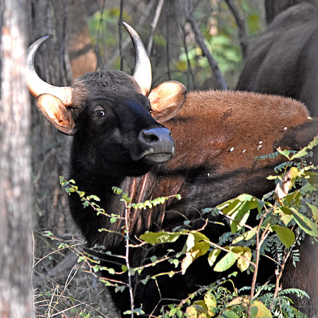 Gaur