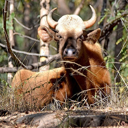 Gaur