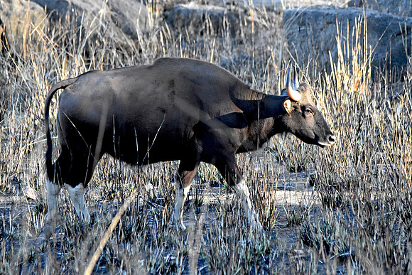 Gaur