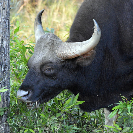 Gaur