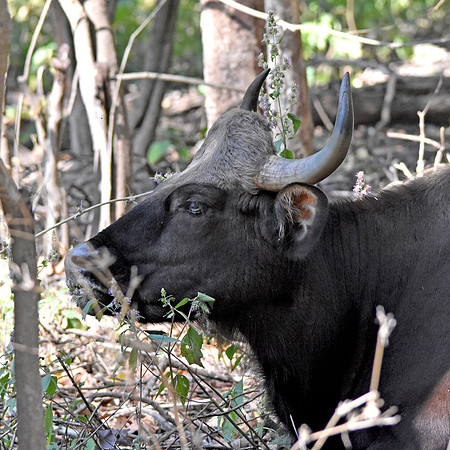 Gaur