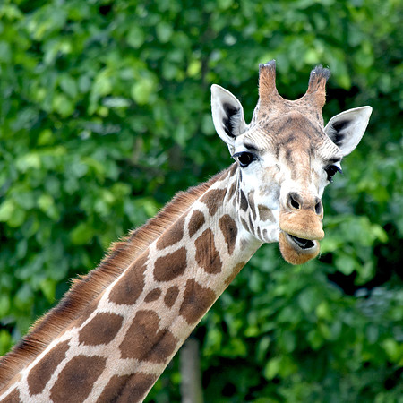 Giraffe