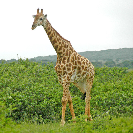 Giraffe
