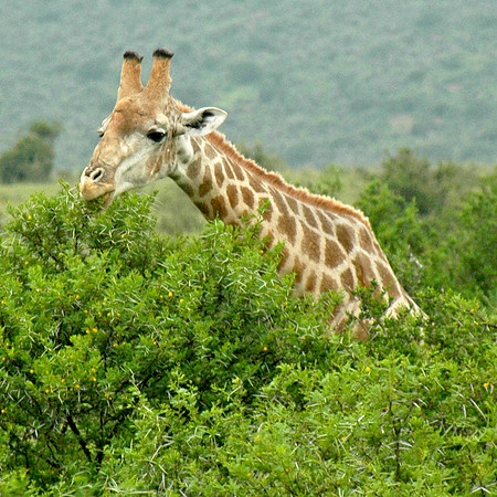Giraffe