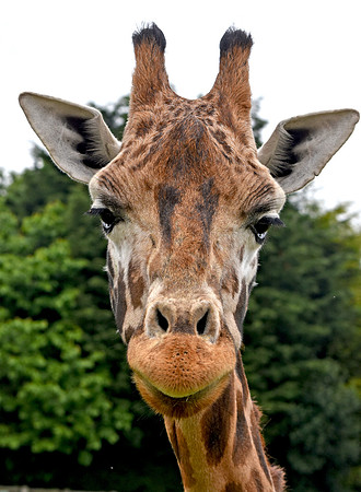 Giraffe