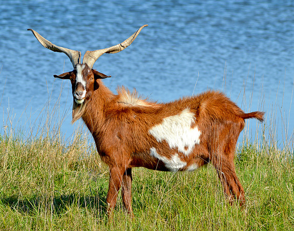 Goat