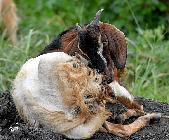 Long eared goat