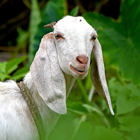Long eared goat