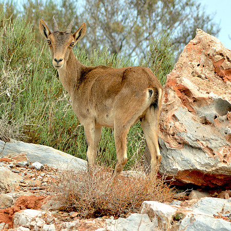 Southeastern Spanish ibex