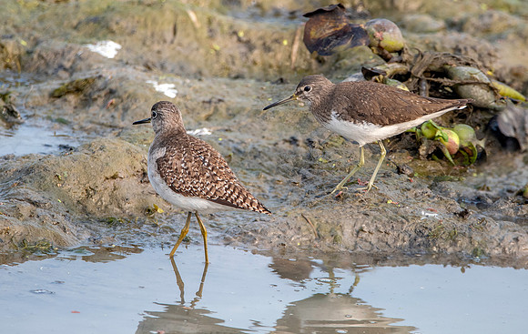 Wood sandpiper