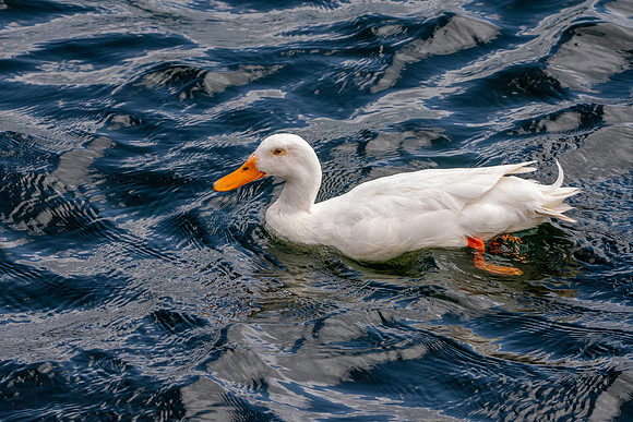 Aylesbury Duck