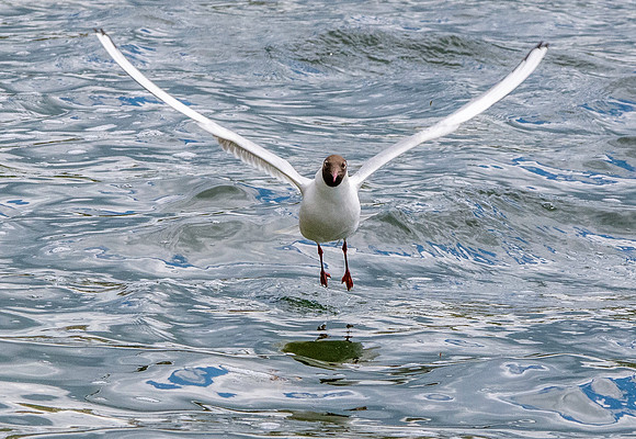 Black headed gull