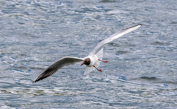 Black headed gull