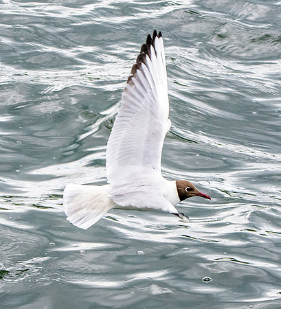 Black headed gull
