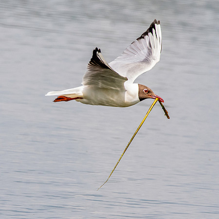 Black headed gull