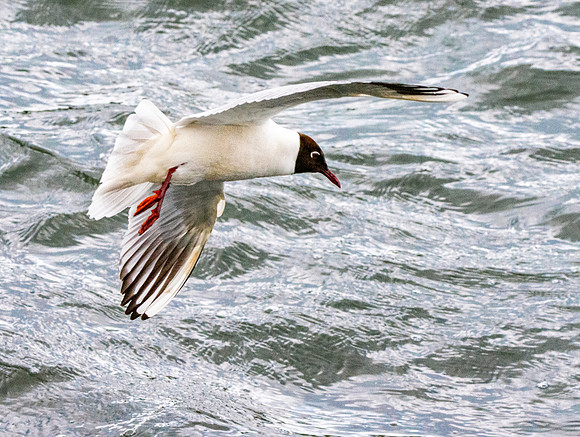 Black headed gull