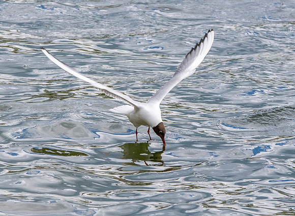 Black headed gull