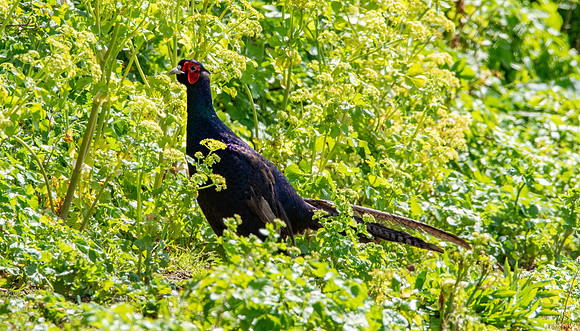 Black pheasant