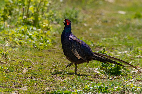 Black pheasant