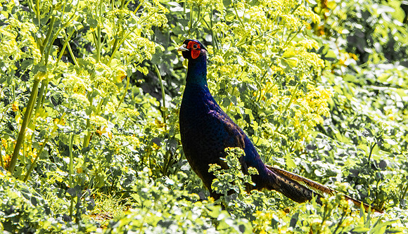 Black pheasant