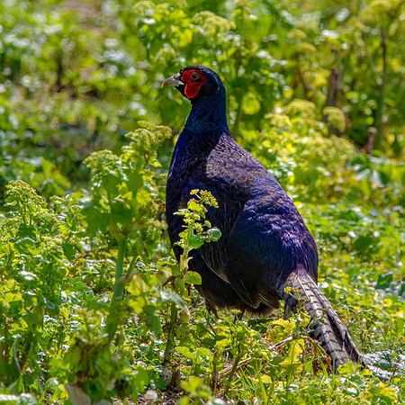 Black pheasant