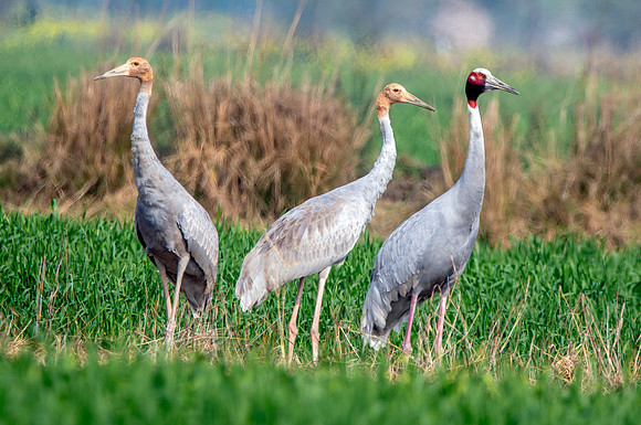 Sarus crane family