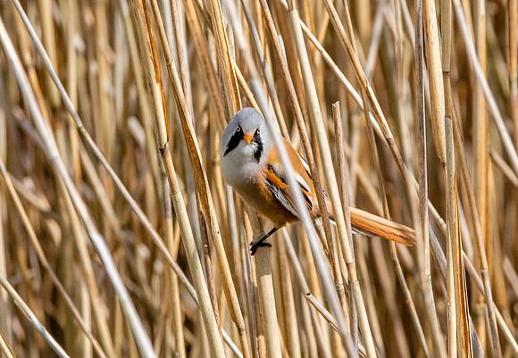 Bearded tit
