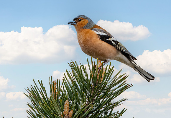 Chaffinch