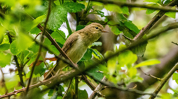 Chiffchaff
