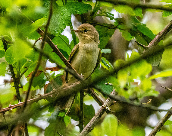 Chiffchaff