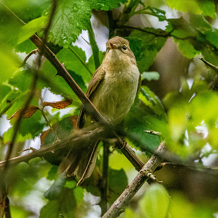 Chiffchaff