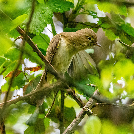 Chiffchaff
