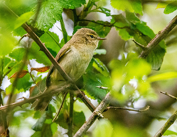 Chiffchaff