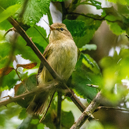 Chiffchaff