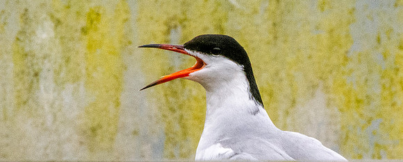 Common tern