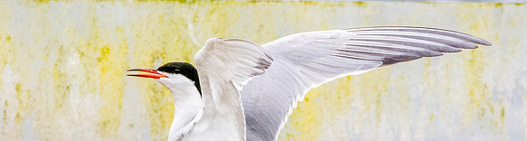 Common tern