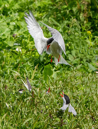 Common tern