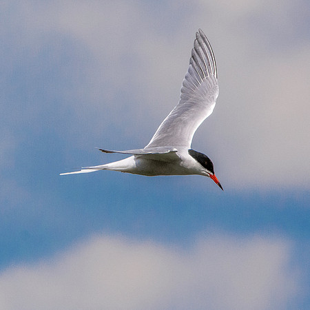 Common tern